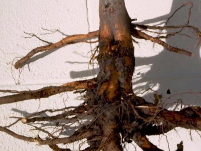 Phytophthora Root Rot